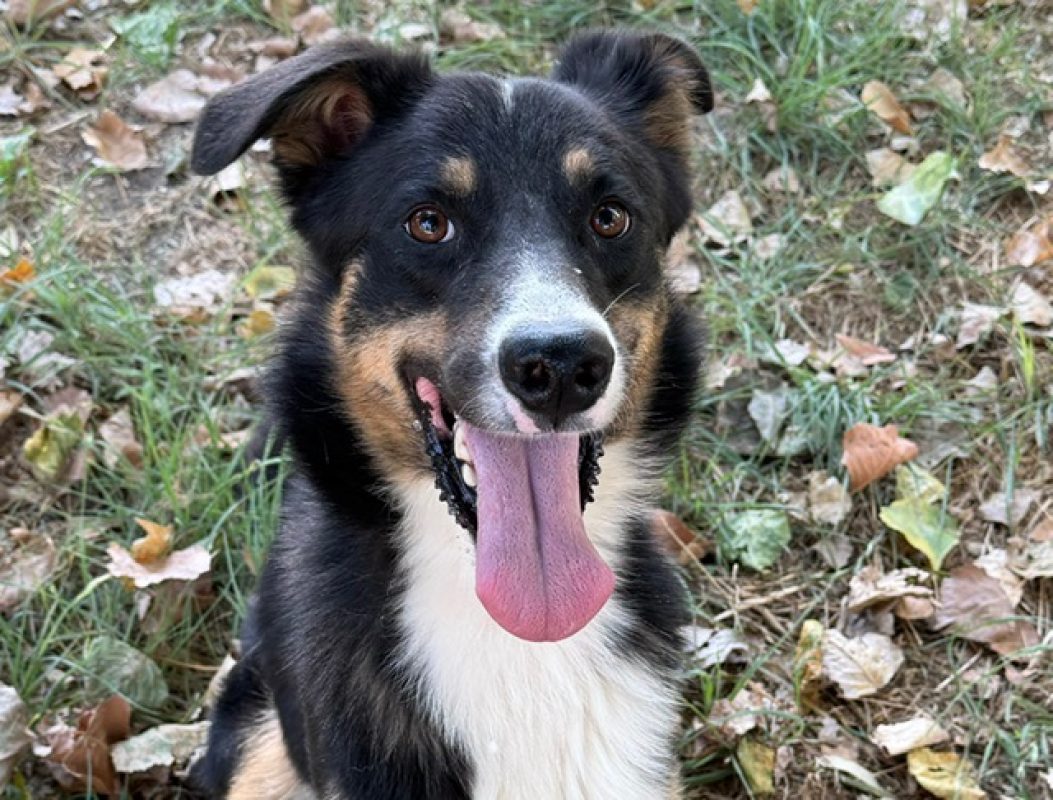 Adam dit max - Chien à adopter