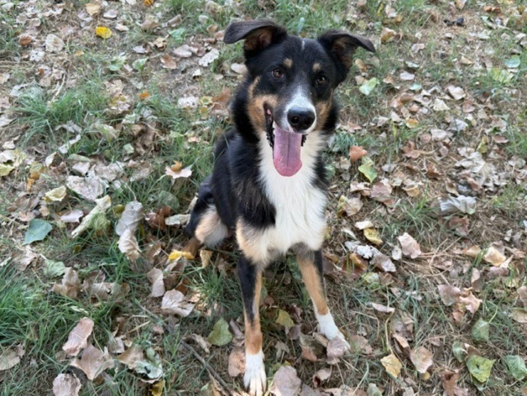 Adam dit max - Chien à adopter - photo 2