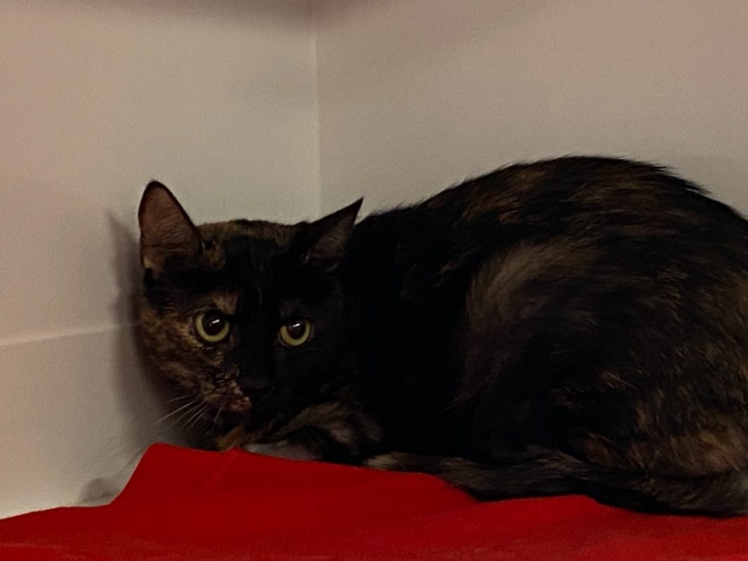 Lina - Chat Européen à adopter
