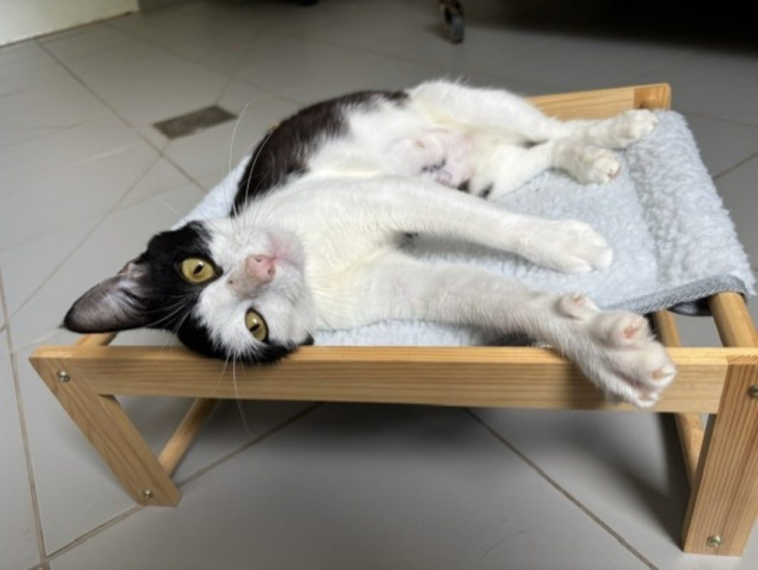 Kathy - Chat Européen à adopter