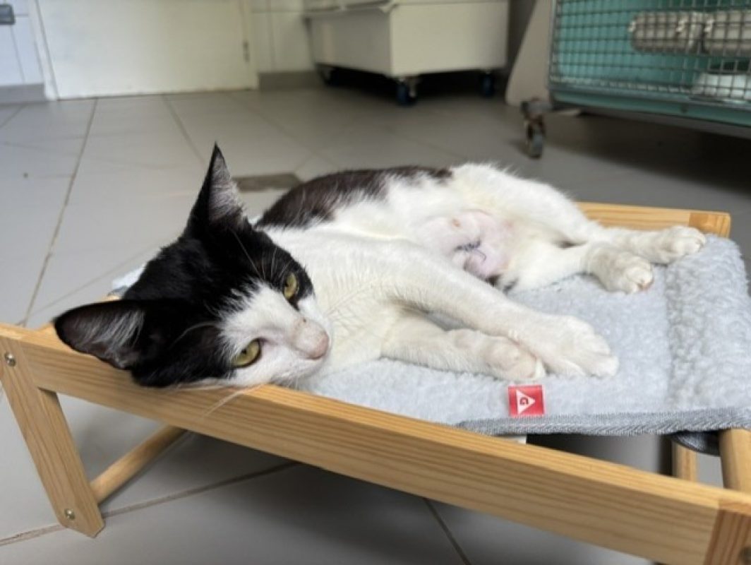 Kathy - Chat Européen à adopter - photo 2