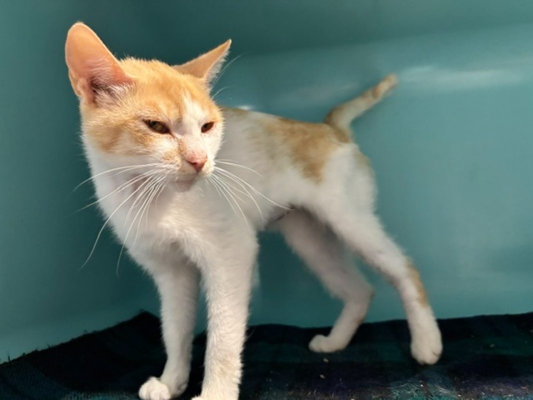 Cindy - Chat Européen à adopter
