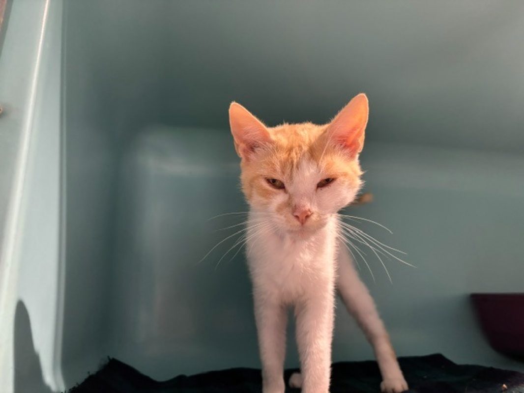 Cindy - Chat Européen à adopter - photo 2
