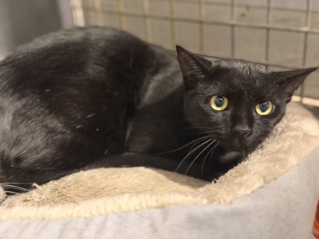 Cracotte - Chat Européen à adopter