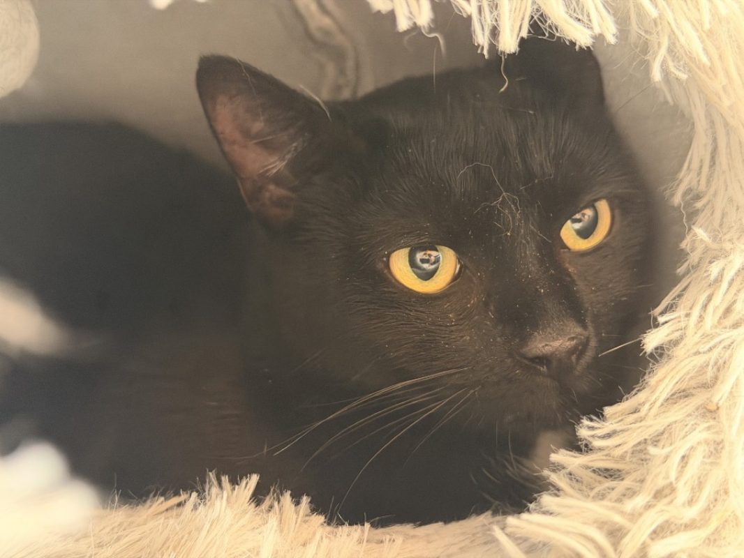 Cracotte - Chat Européen à adopter - photo 2