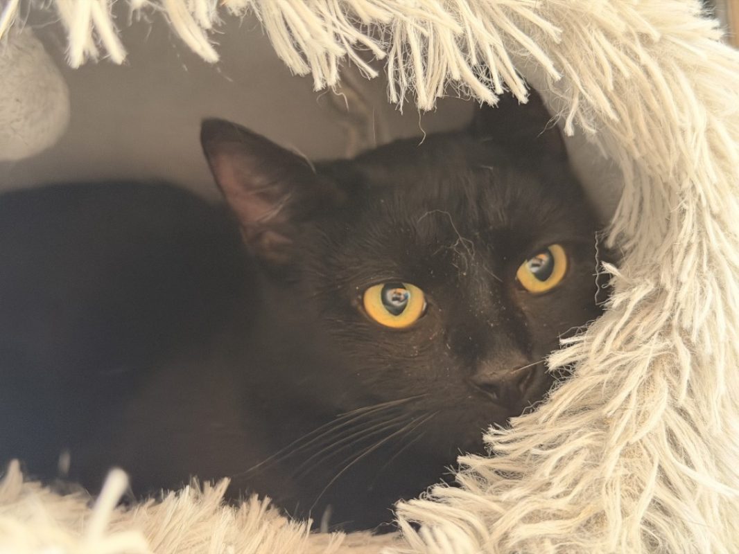 Cracotte - Chat Européen à adopter - photo 3