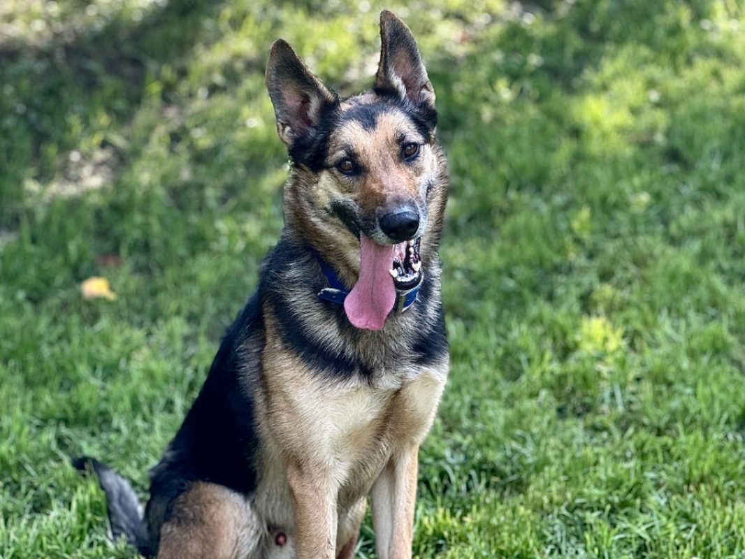 Skyjo - Chien à adopter