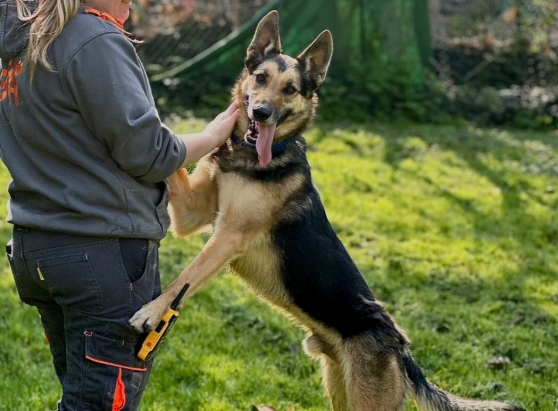 Skyjo - Chien à adopter - photo 2