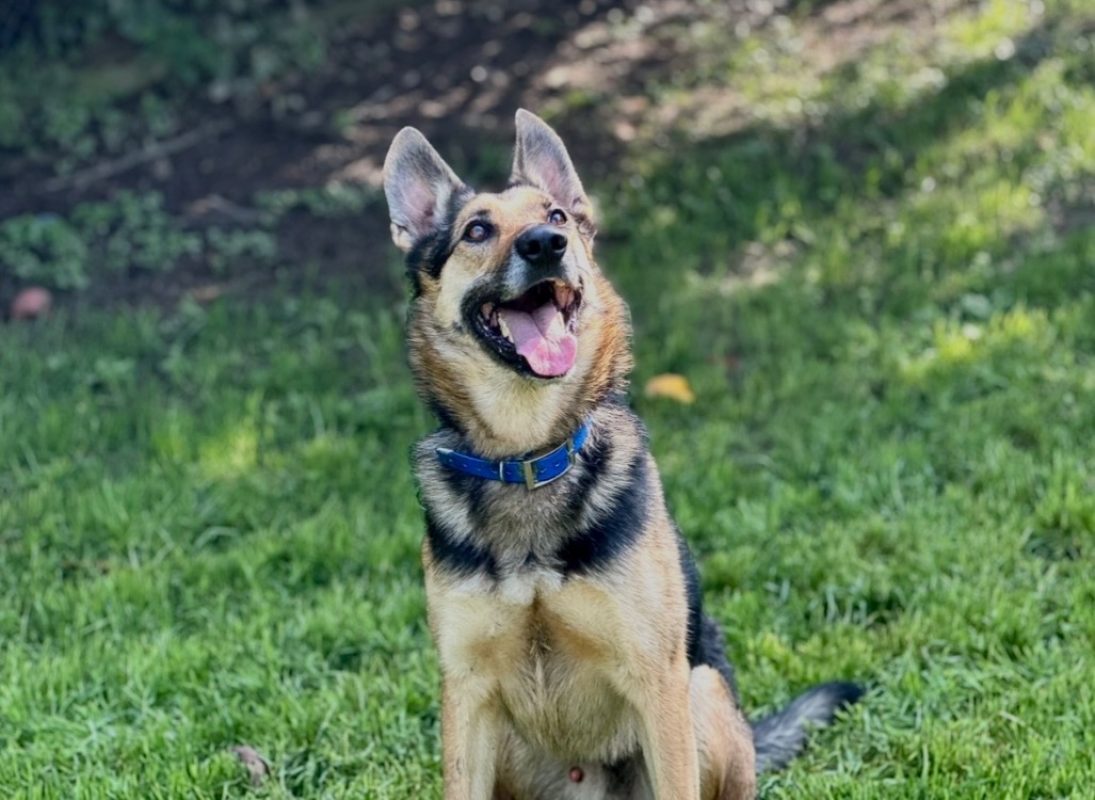 Skyjo - Chien à adopter - photo 3