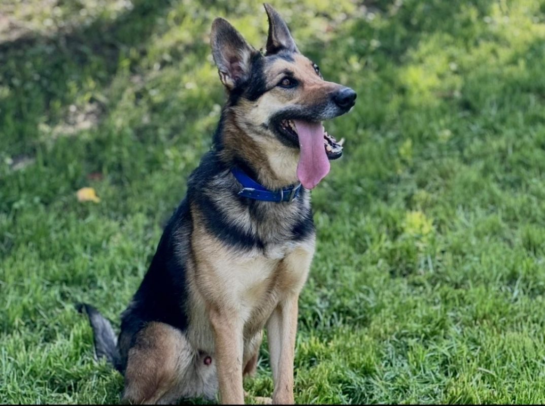 Skyjo - Chien à adopter - photo 4