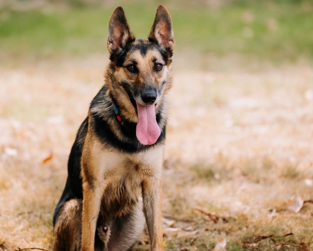 Skyjo - Chien à adopter