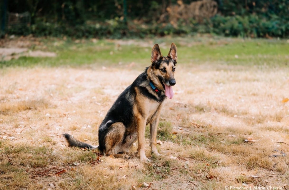 Skyjo - Chien à adopter - photo 2