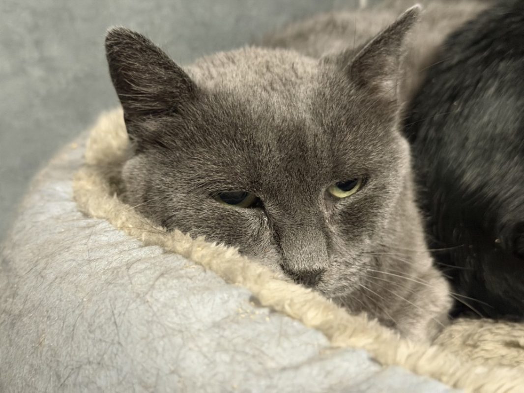 Aquarel - Chat Européen à adopter