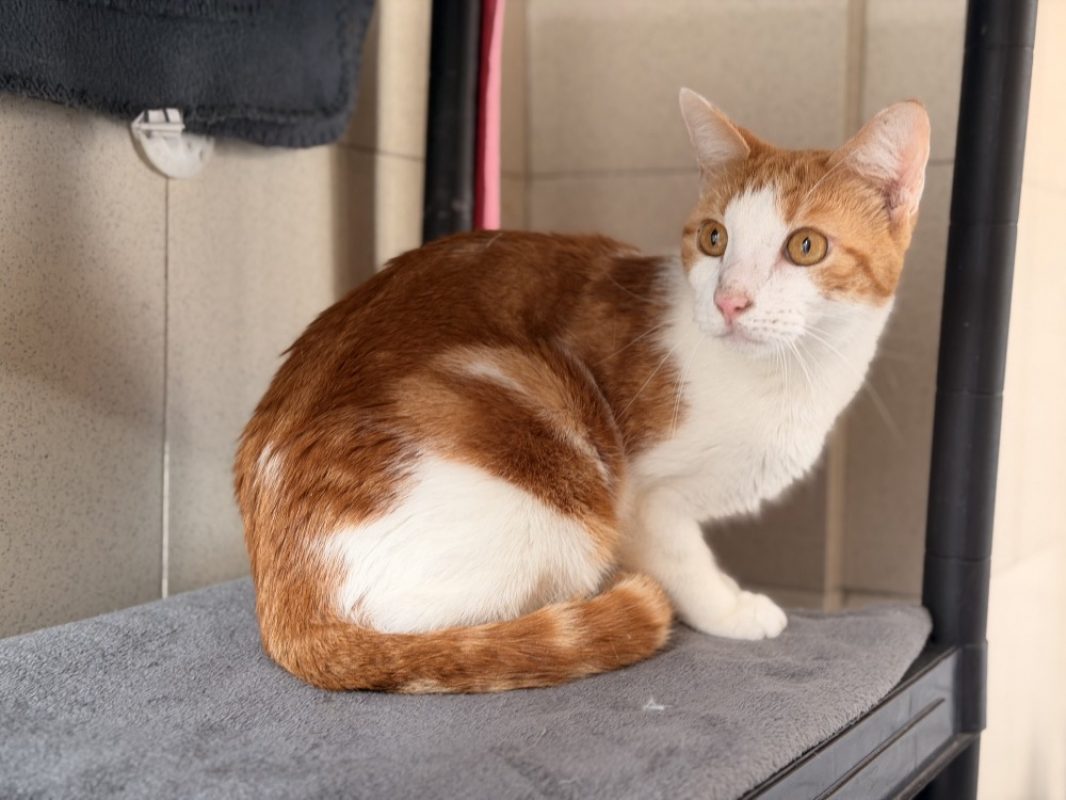 Simba - Chat Européen à adopter
