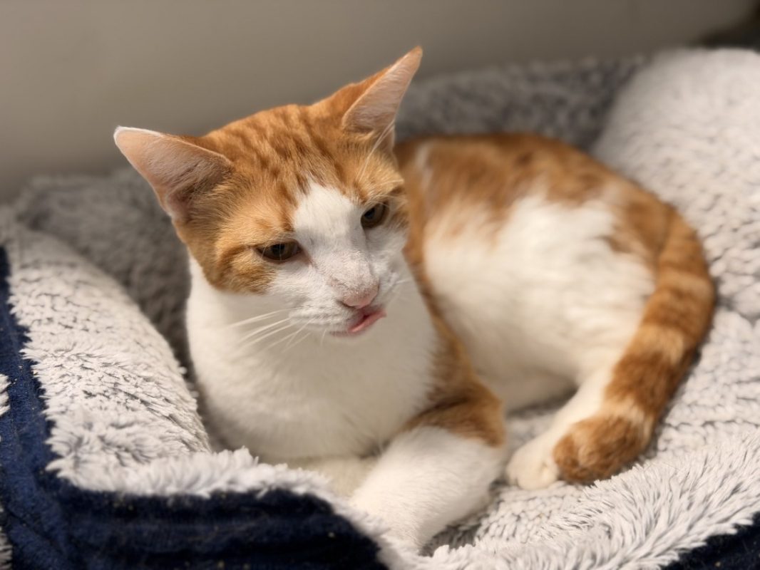 Simba - Chat Européen à adopter - photo 2