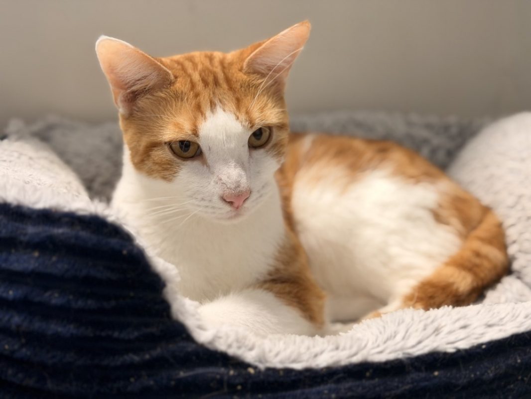 Simba - Chat Européen à adopter - photo 3