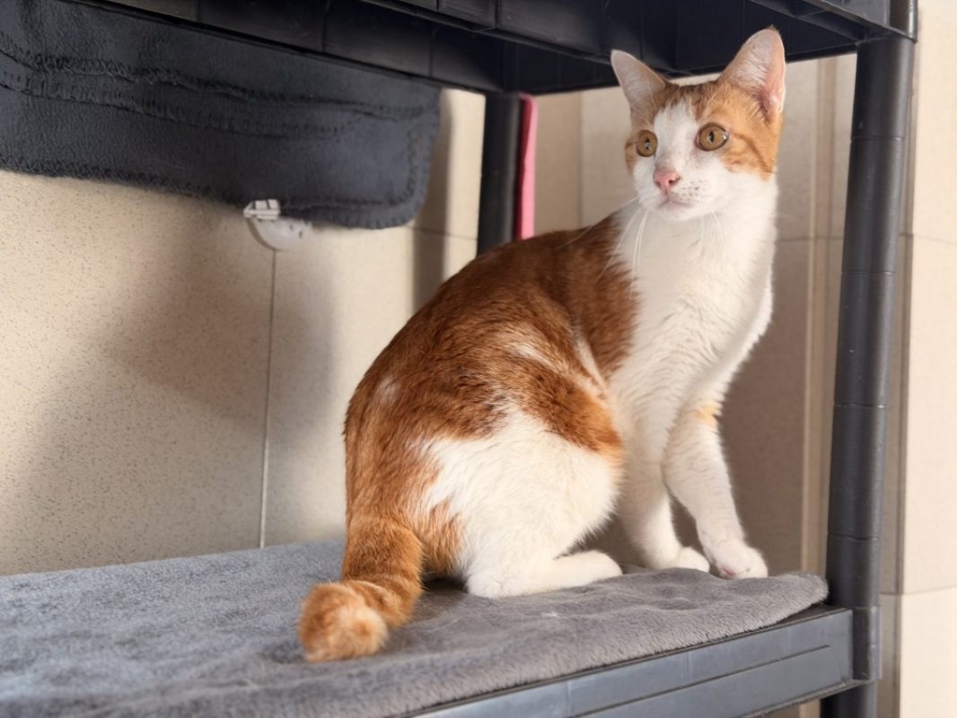 Simba - Chat Européen à adopter - photo 4