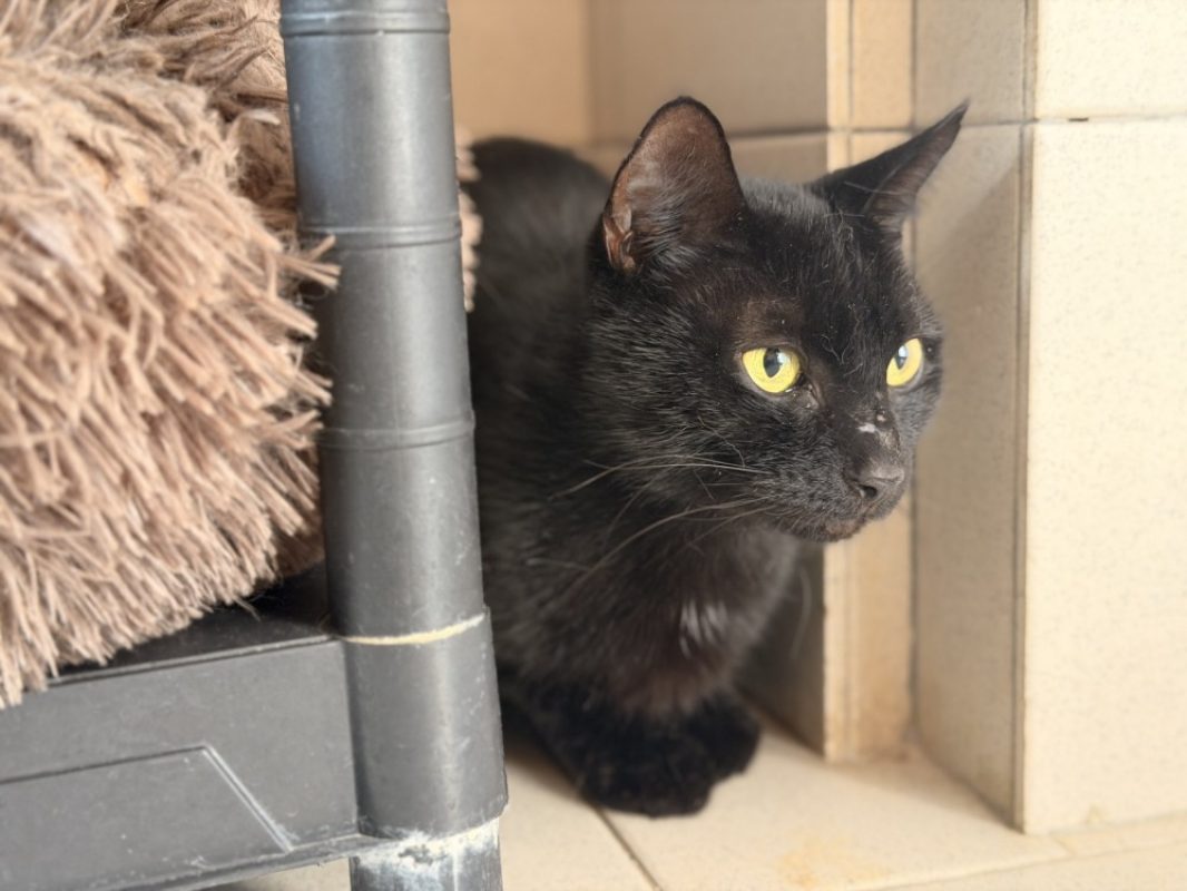 Thiago - Chat Européen à adopter