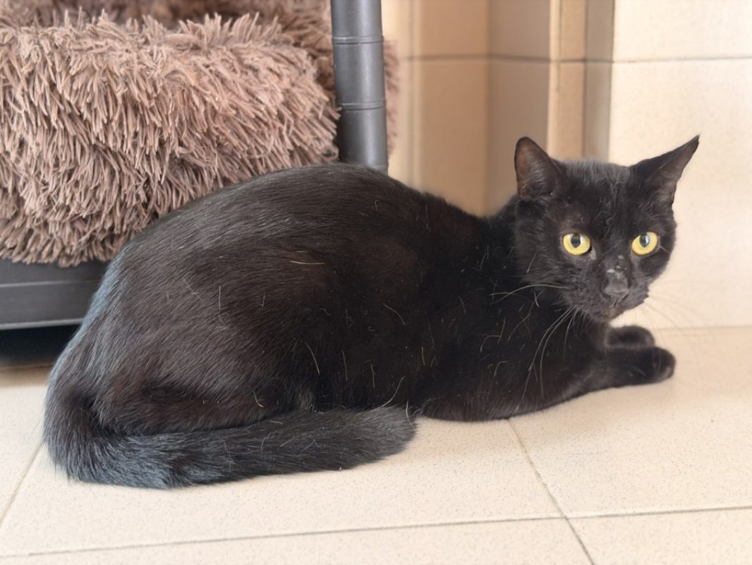 Thiago - Chat Européen à adopter - photo 2