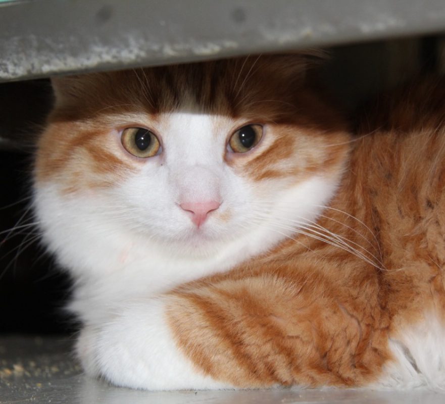 Litchi - Chat Européen à adopter