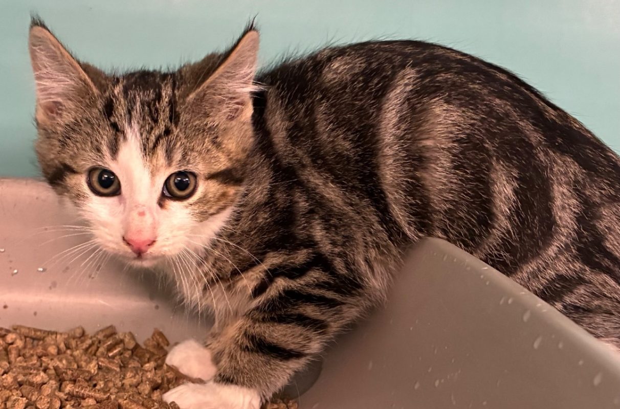 Mickael - Chat Européen à adopter