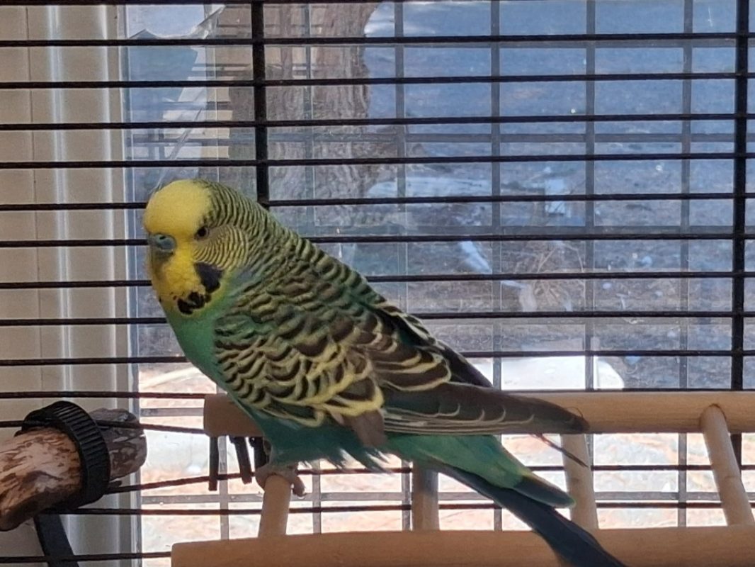 Yellow - Animal de ferme à adopter