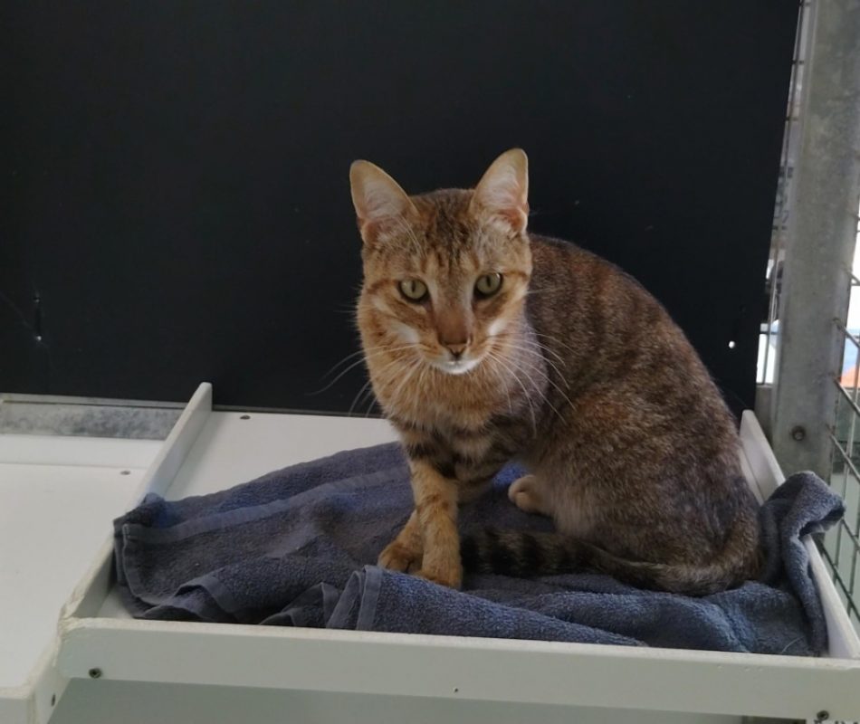 Billy - Chat Européen à adopter