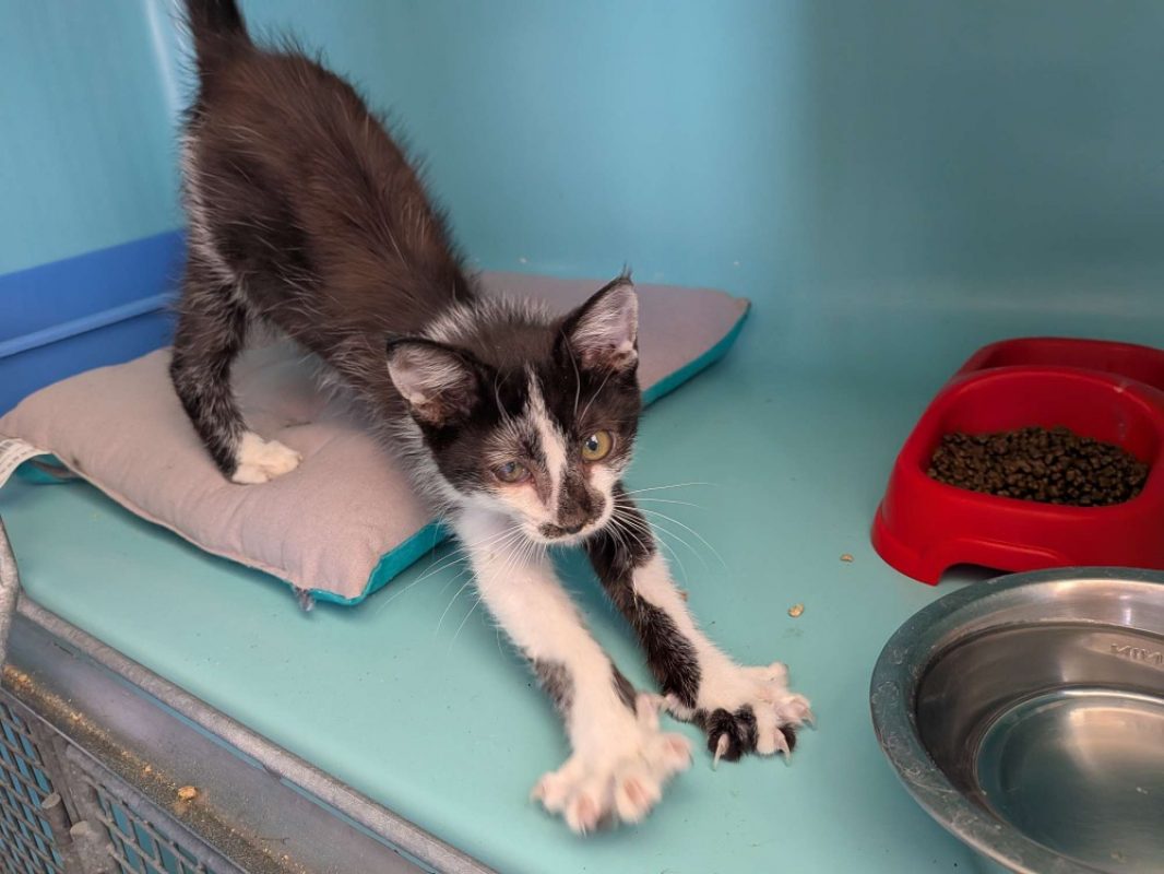 Pirate - Chat Européen à adopter