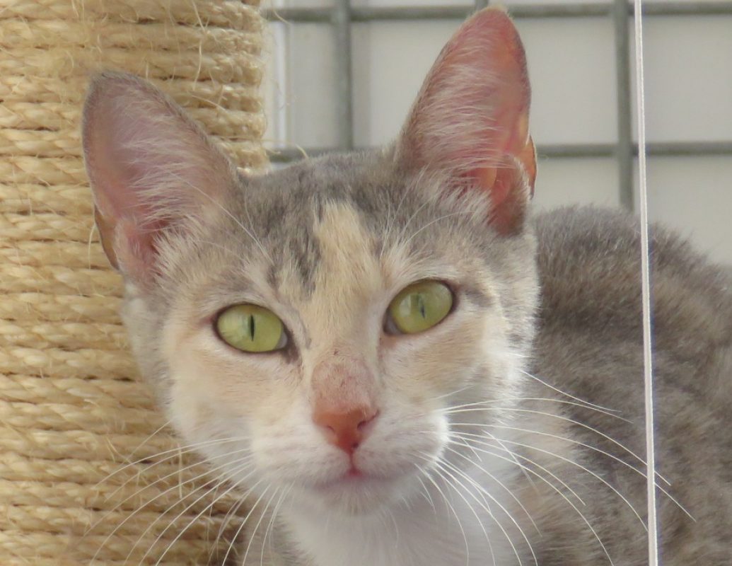 Mouss - Chat Européen à adopter