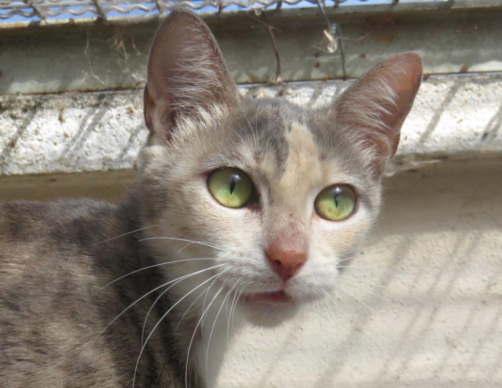 Mouss - Chat Européen à adopter - photo 2