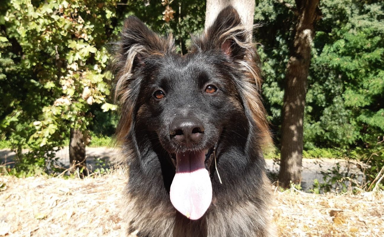 Néo - Chien Berger Belge Tervueren à adopter