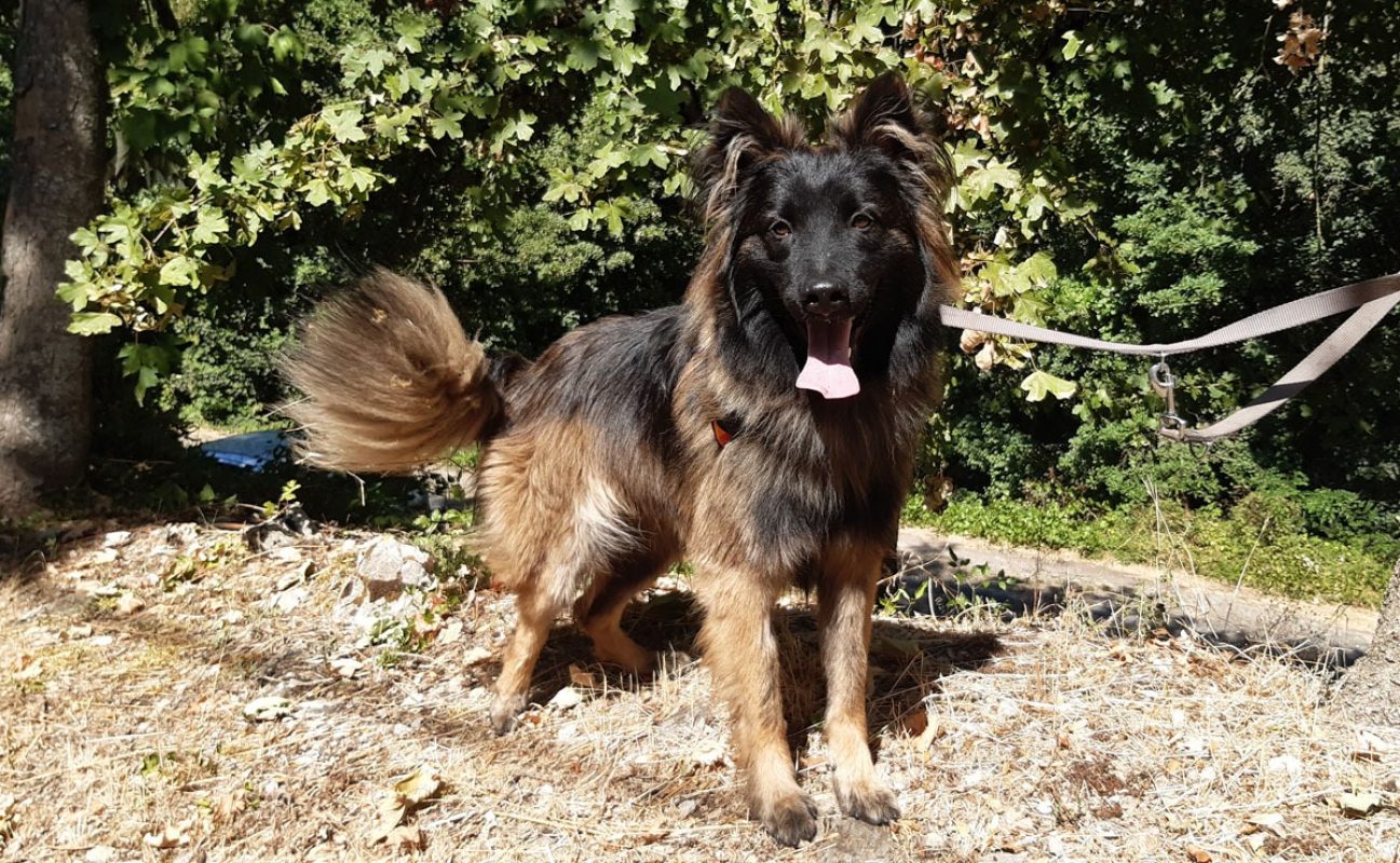 Néo - Chien Berger Belge Tervueren à adopter - photo 2