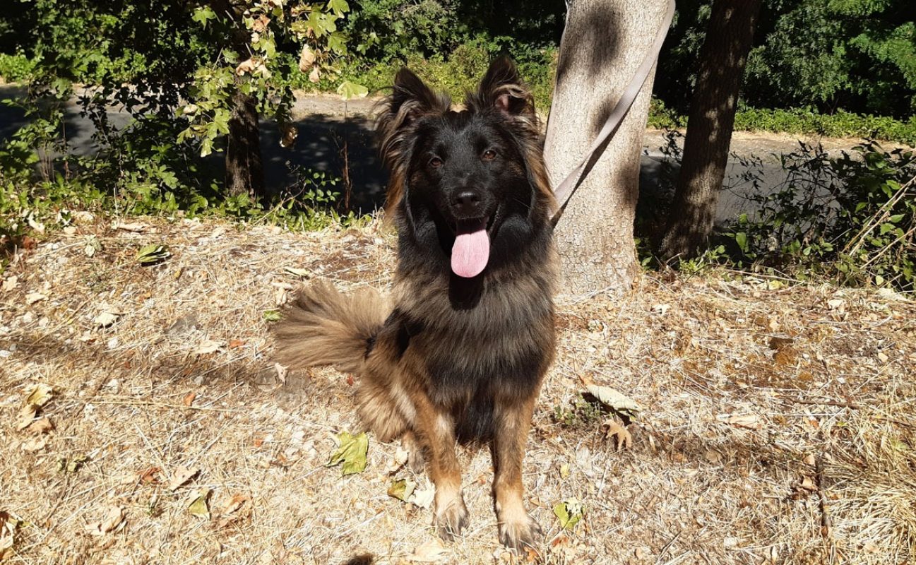 Néo - Chien Berger Belge Tervueren à adopter - photo 3