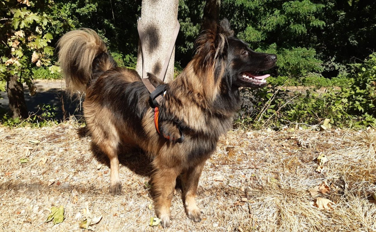 Néo - Chien Berger Belge Tervueren à adopter - photo 4