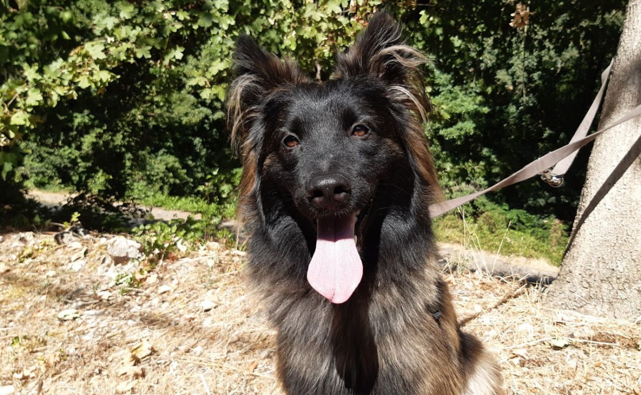Néo - Chien Berger Belge Tervueren à adopter - photo 5