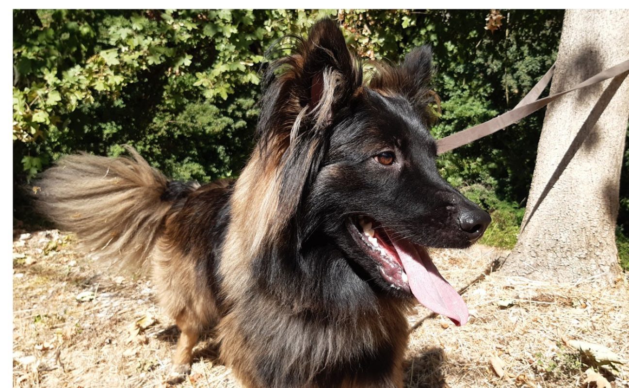 Néo - Chien Berger Belge Tervueren à adopter - photo 6