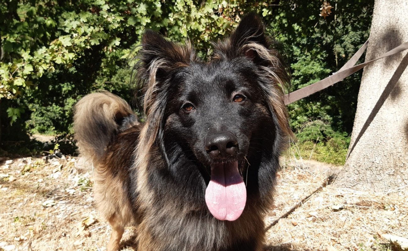 Néo - Chien Berger Belge Tervueren à adopter - photo 7