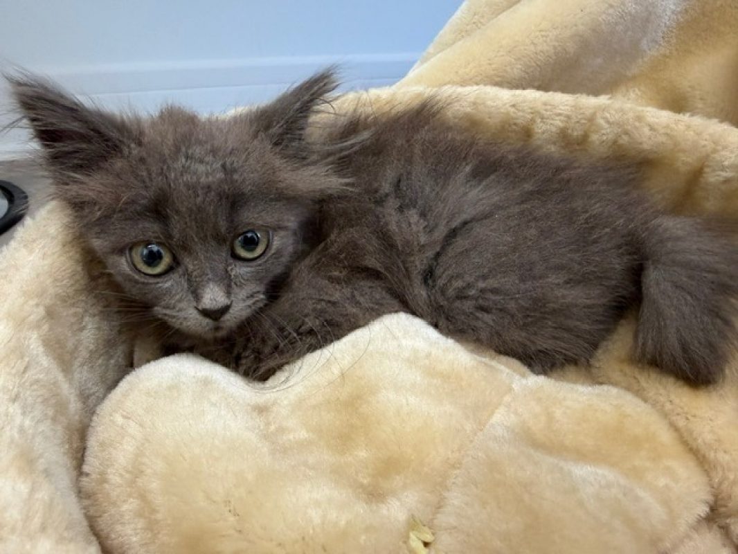 BonzaÏ - Chat Européen à adopter