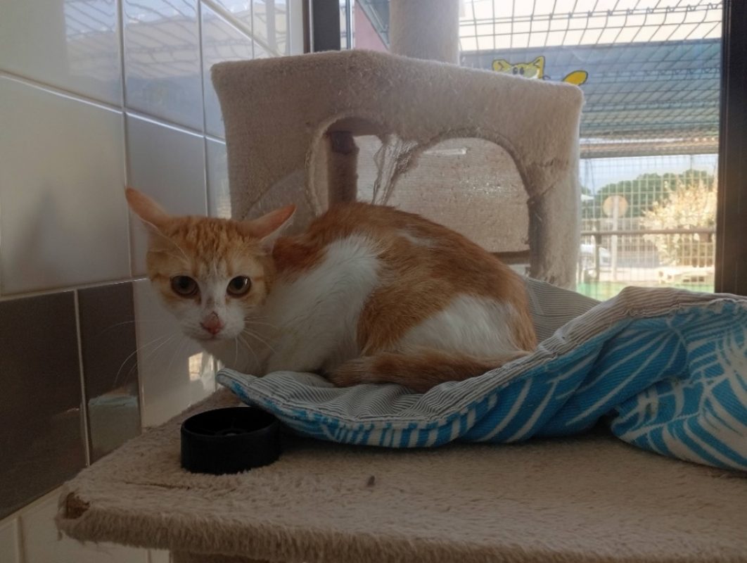 Eulalie - Chat à adopter