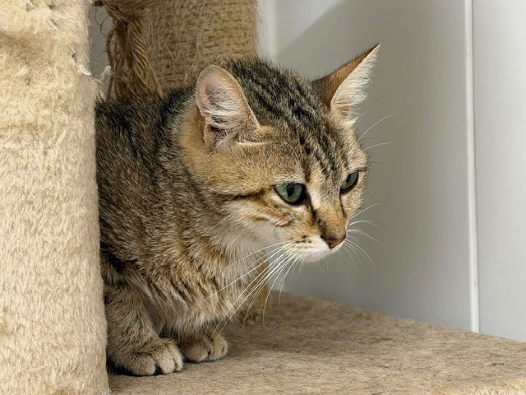 Lilas - Chat Européen à adopter