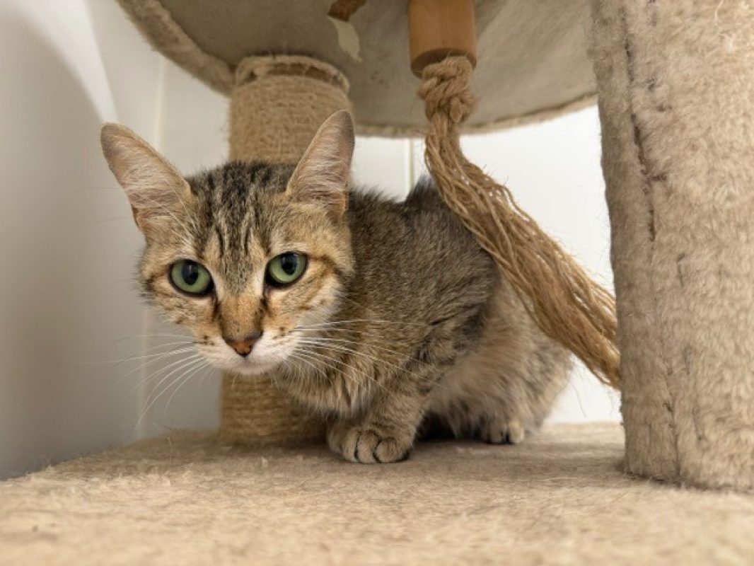 Lilas - Chat Européen à adopter - photo 2