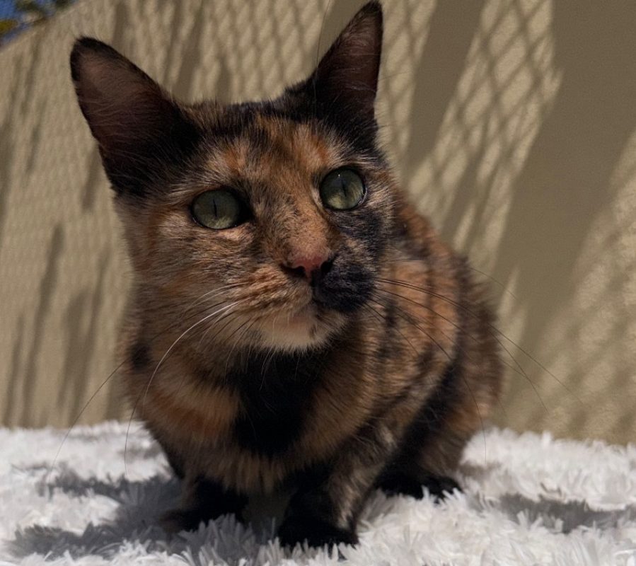 Pandora - Chat Européen à adopter
