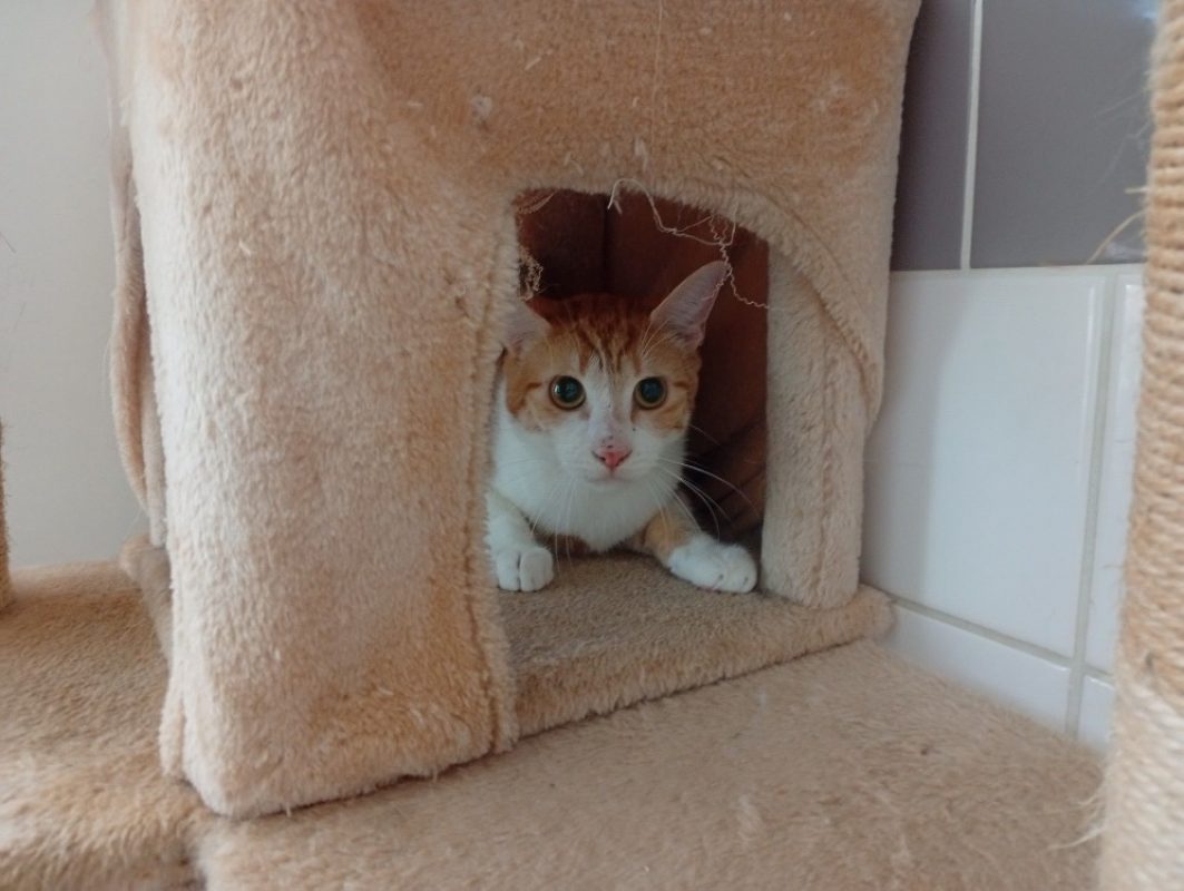 Armand - Chat à adopter