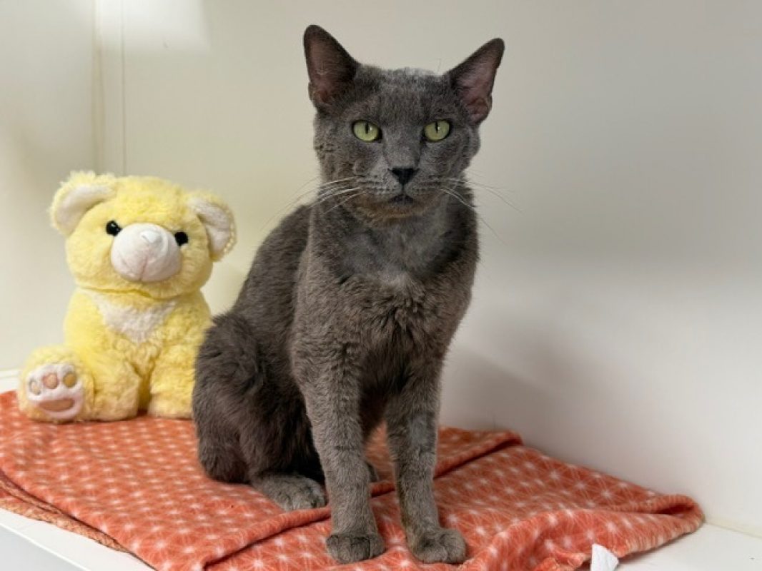 Pito - Chat Européen à adopter