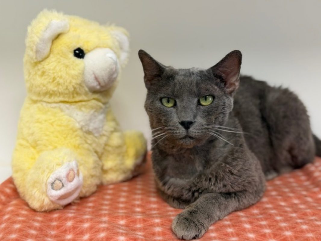 Pito - Chat Européen à adopter - photo 2