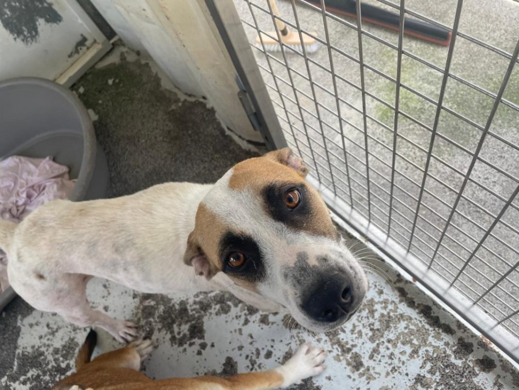 Gidget - Chien à adopter