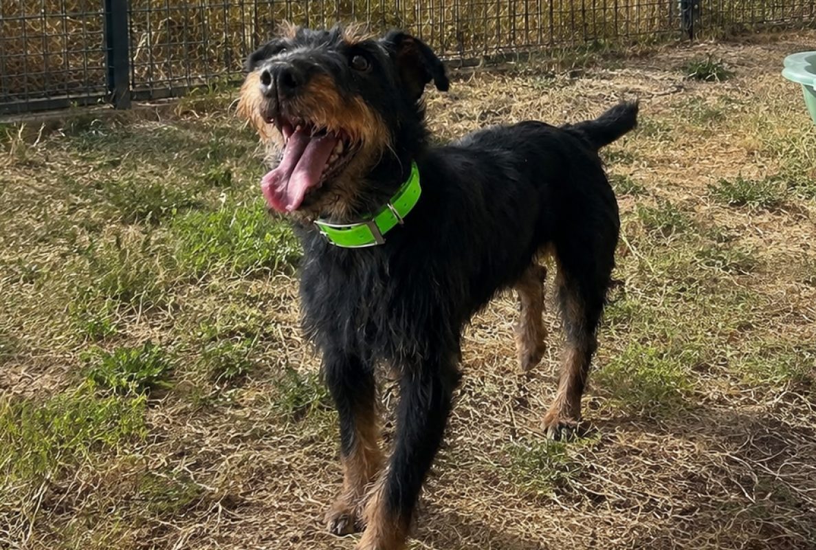 Romy - Chien à adopter