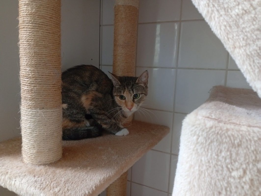 Lisette - Chat à adopter