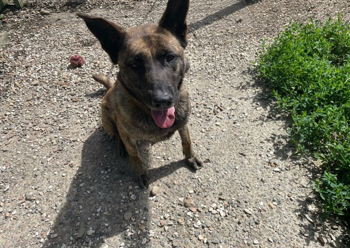 Swif - Chien à adopter