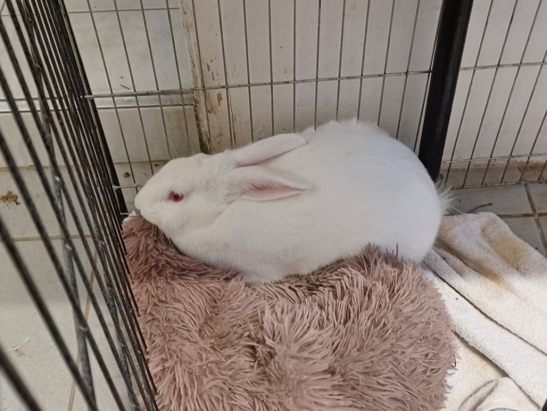 Wade - Rongeur Lapin à adopter